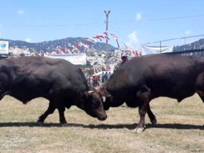 bullfighting in turkey
