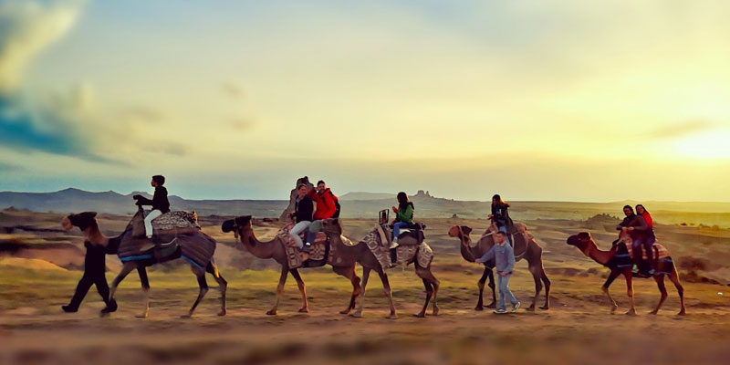 Camel Tour in Sunset